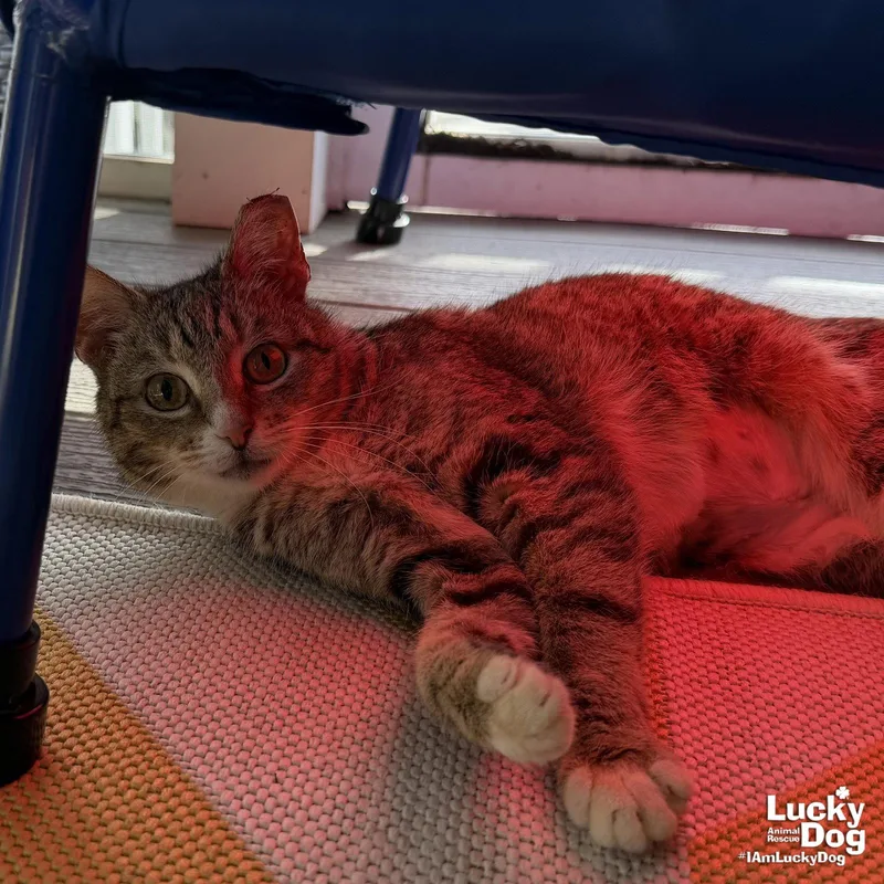 Rosemarie thumbnail 3