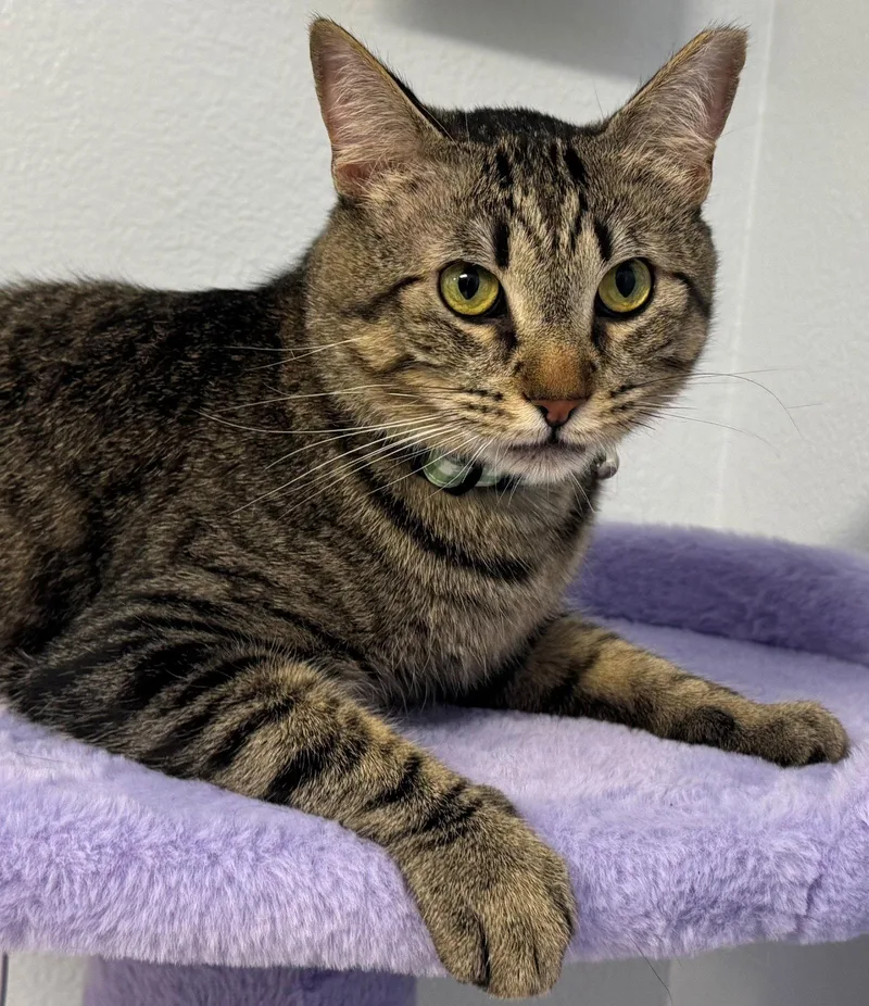 A young medium-sized male Tabby cat named Dustin for adoption in Palo Alto, CA