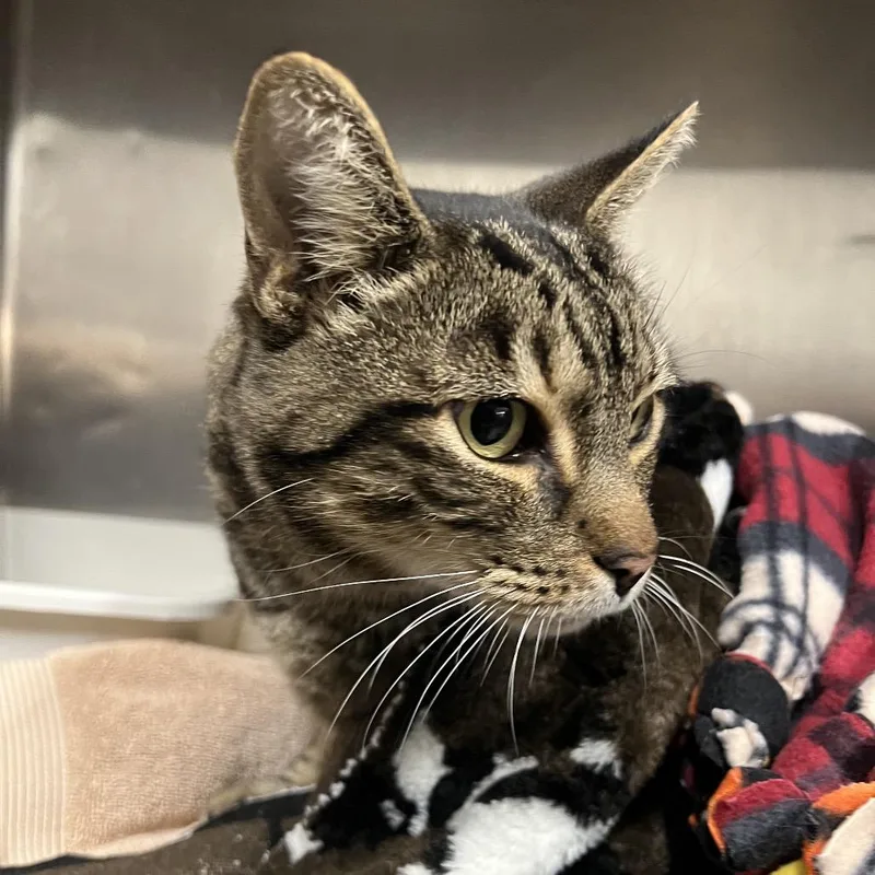 A senior large-sized male Domestic Short Hair cat named Jake for adoption in Morgan Hill, CA
