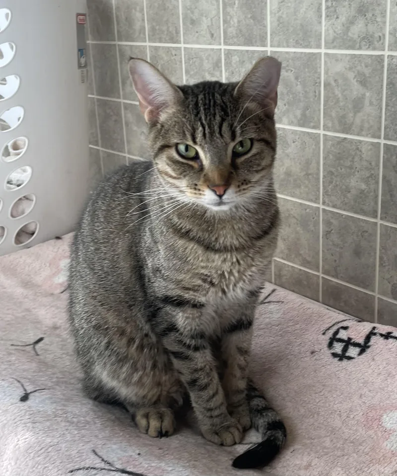 An adult medium-sized male Domestic Short Hair cat named Ford for adoption in Watonga, OK