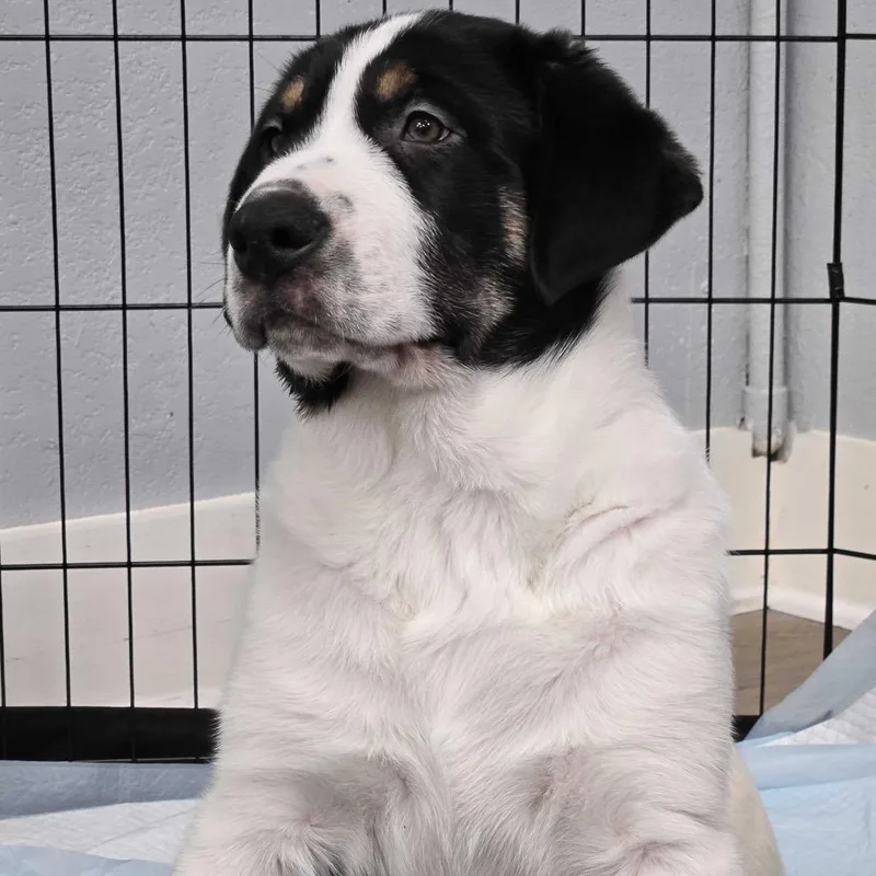 A baby medium-sized male White / Cream Cattle Dog dog named Buzz for adoption in Waco, TX