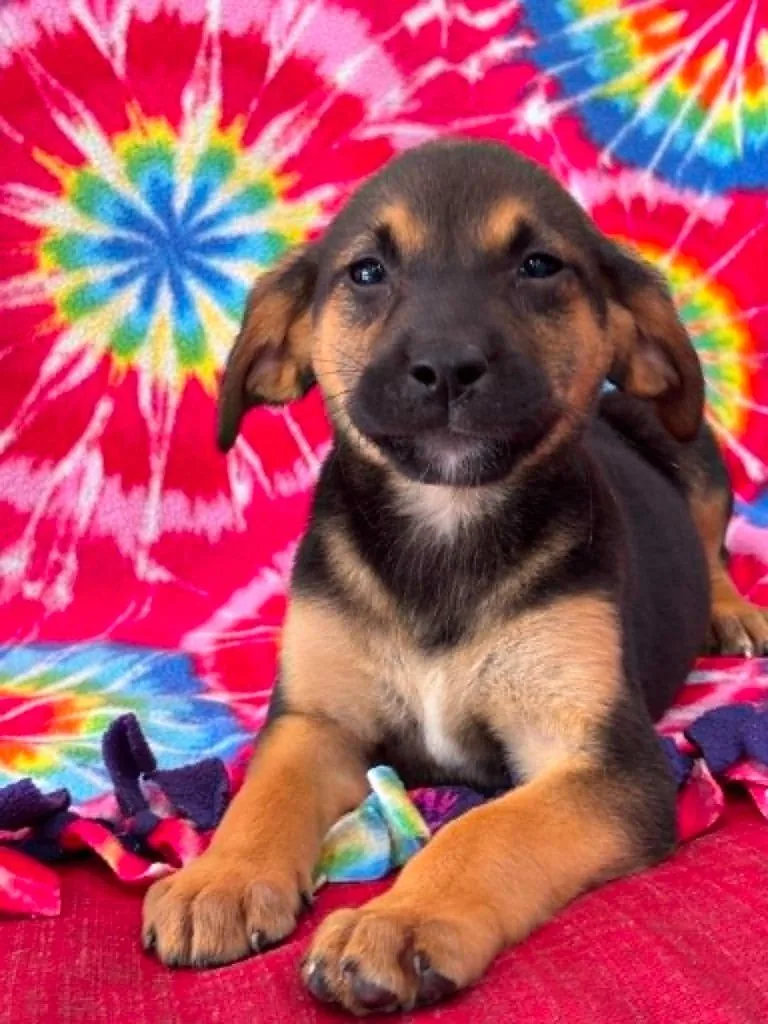 A baby small-sized female Labrador Retriever dog named Felecia for adoption in Warrenton, NC