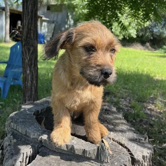 A baby small-sized male Apricot / Beige Terrier dog named Hawk for adoption in Sonoma, CA