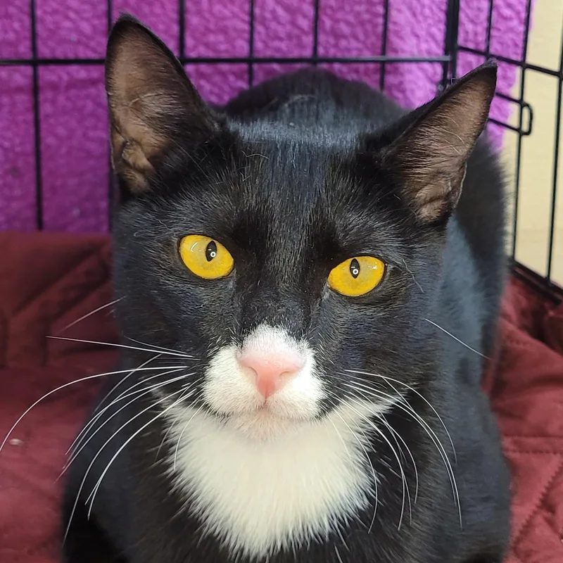 A young medium-sized male Black & White / Tuxedo American Shorthair cat named Romeo for adoption in Bronx, NY