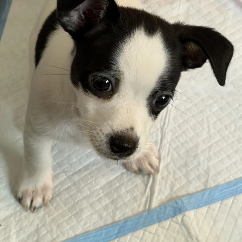 Eli