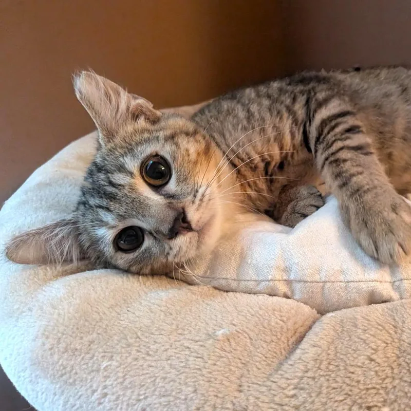 A baby small-sized female Brown / Chocolate Domestic Short Hair cat named Miracle Llanos for adoption in Merrifield, VA