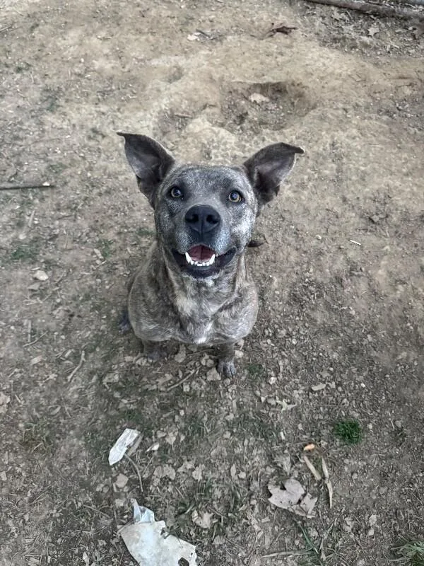 An adult medium-sized female Mixed Breed dog named Mystic for adoption in Alamo, TN