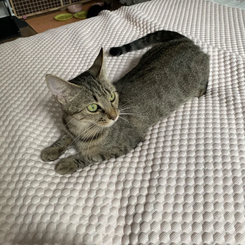 A young medium-sized female Tabby (Brown / Chocolate) Domestic Short Hair cat named Birdie Your New for adoption in Stamford, CT