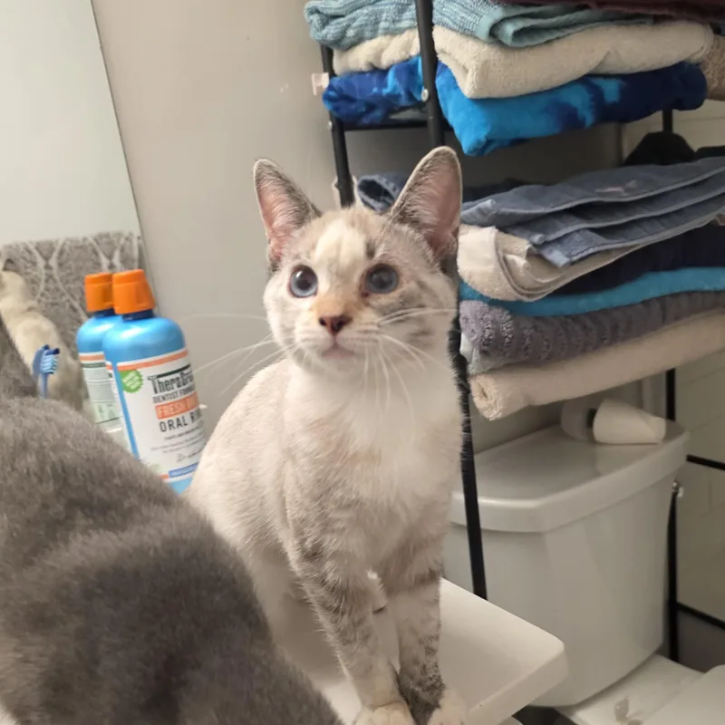 A baby medium-sized female Blue Point Snowshoe cat named Andarna for adoption in Moriches, NY