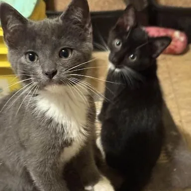 A baby small-sized male American Shorthair cat named Tucker for adoption in Danbury, CT