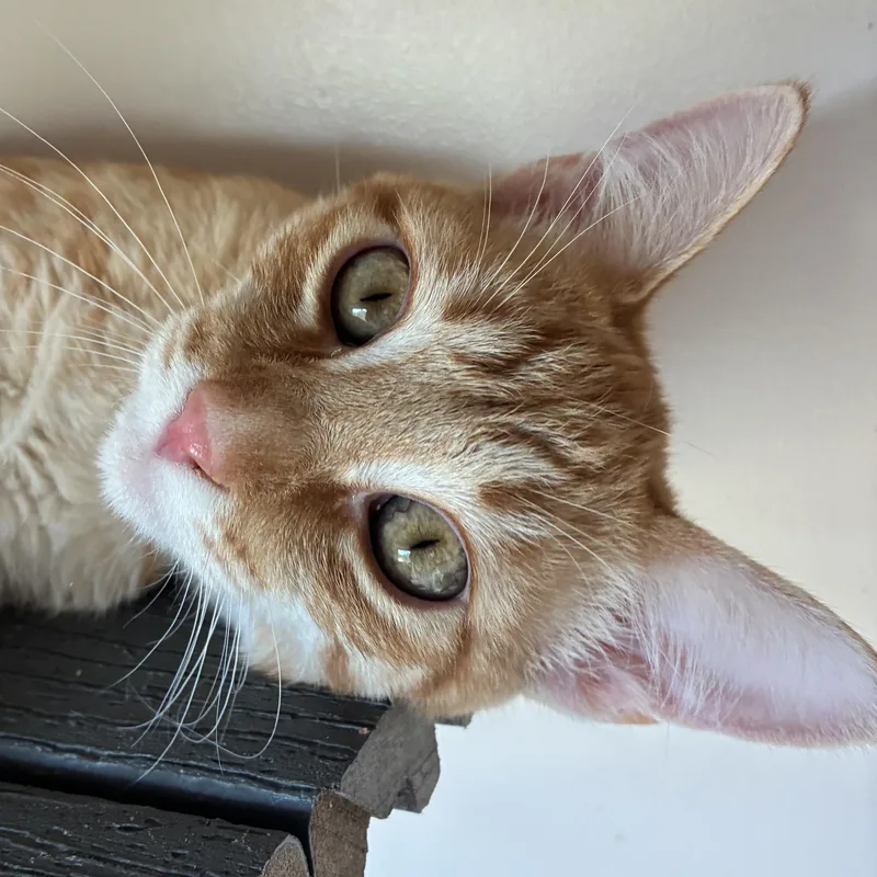A young medium-sized male Domestic Short Hair cat named Tangelo for adoption in Santa Fe, NM