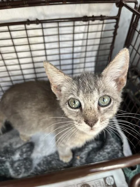 A baby small-sized female Domestic Short Hair cat named Fancy for adoption in San Antonio, TX