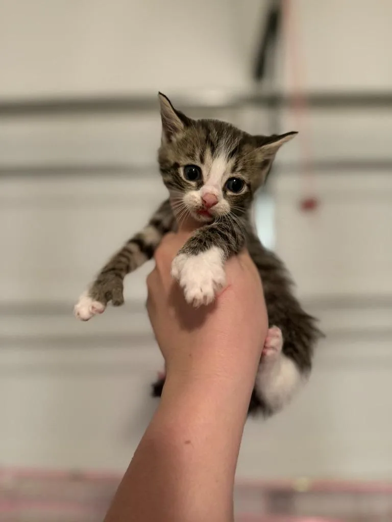 A baby large-sized male Domestic Short Hair cat named Jingle for adoption in Augusta, GA