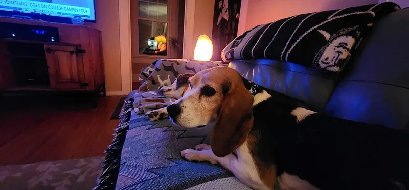 An adult small-sized female Tricolor (Brown, Black, & White) Beagle dog named Callie for adoption in Lockport, NY