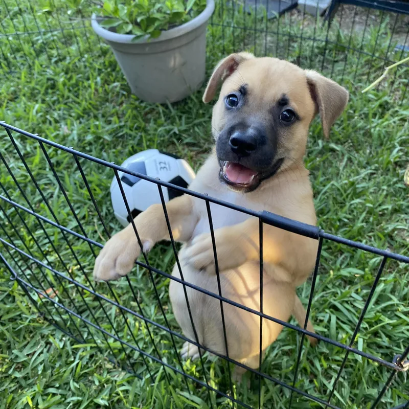 A baby medium-sized male Yellow / Tan / Blond / Fawn German Shepherd Dog dog named Trickster for adoption in Liverpool, TX
