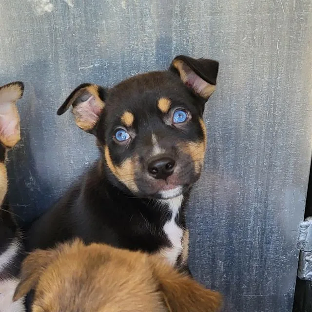 Ali