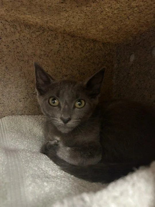 A baby small-sized female Gray / Blue / Silver Domestic Short Hair cat named LaunDramatic for adoption in Raleigh, NC