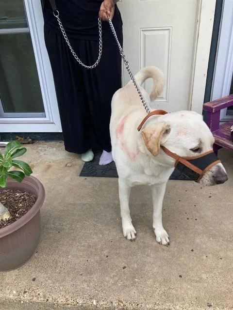 An adult large-sized male Mixed Breed dog named Duke for adoption in Dallas, TX