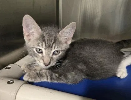 A baby small-sized male Gray / Blue / Silver Domestic Short Hair cat named Bailey for adoption in Annapolis, MD