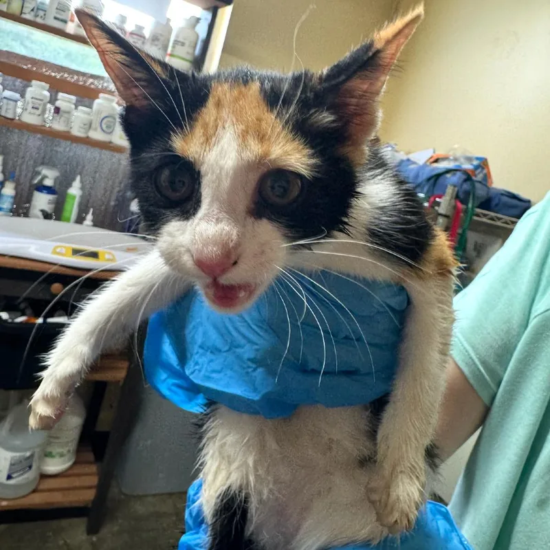 A baby small-sized female Calico Domestic Short Hair cat named Breeze for adoption in Corinth, MS