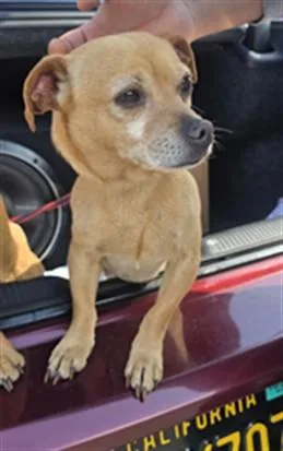 A young small-sized male Chihuahua dog named Jelly for adoption in Los Angeles, CA