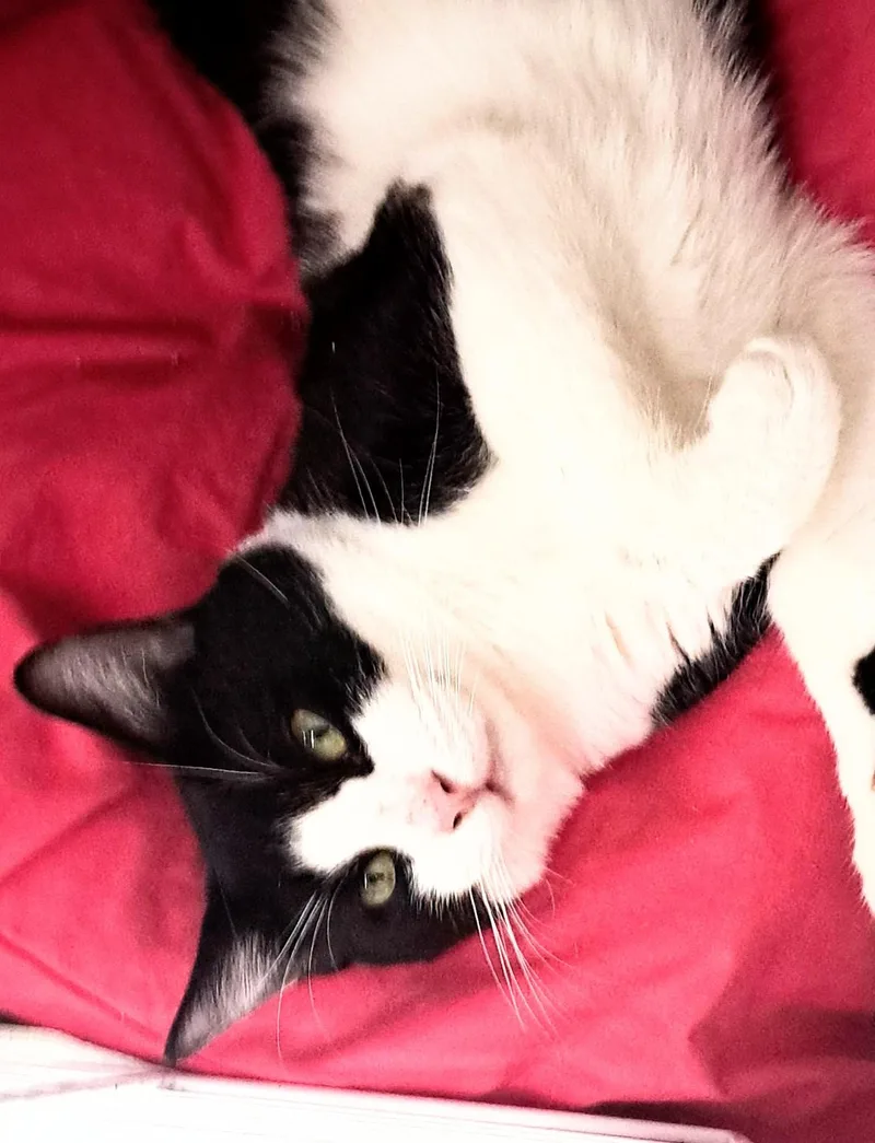 A young medium-sized male Black & White / Tuxedo Domestic Short Hair cat named Torpedo for adoption in Buffalo, NY