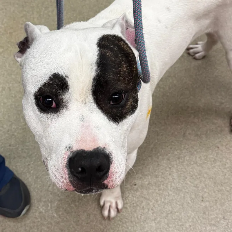 A young medium-sized male White / Cream Mixed Breed dog named Billy Bob Joe for adoption in Birdsboro, PA
