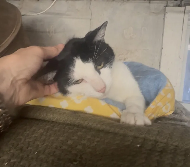 A young medium-sized male Black & White / Tuxedo Domestic Short Hair cat named Domino for adoption in Brooklyn, NY
