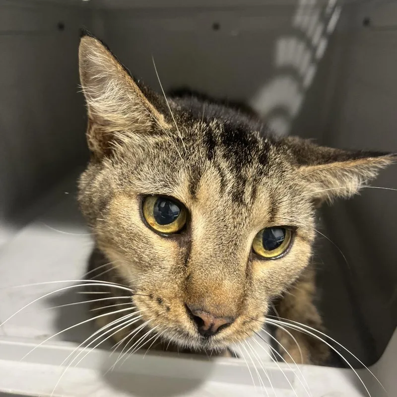 A senior large-sized male Brown / Chocolate Domestic Short Hair cat named Tanner for adoption in Tampa, FL