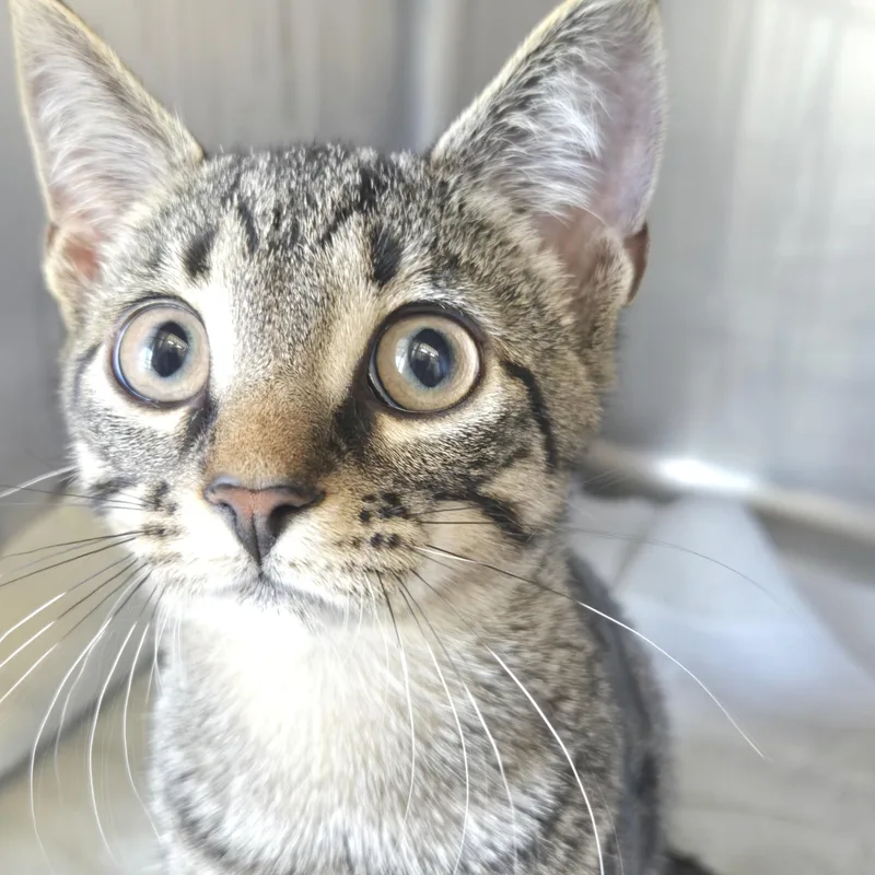 A baby small-sized male Black Domestic Short Hair cat named Tigger for adoption in Fernandina Beach, FL