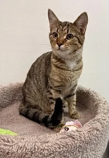 A baby small-sized female Tabby cat named Junipurr for adoption in Capshaw, AL