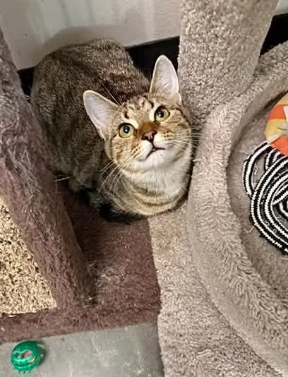 Junipurr thumbnail 3