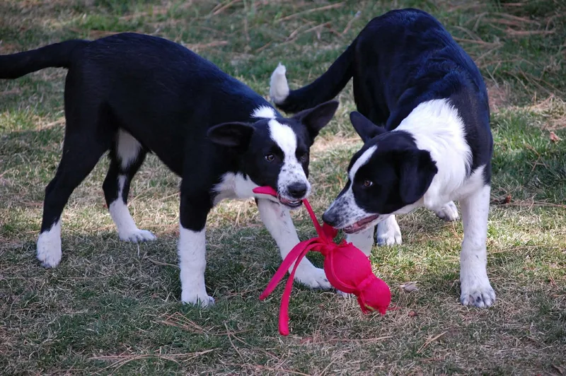 Little Joe thumbnail 3