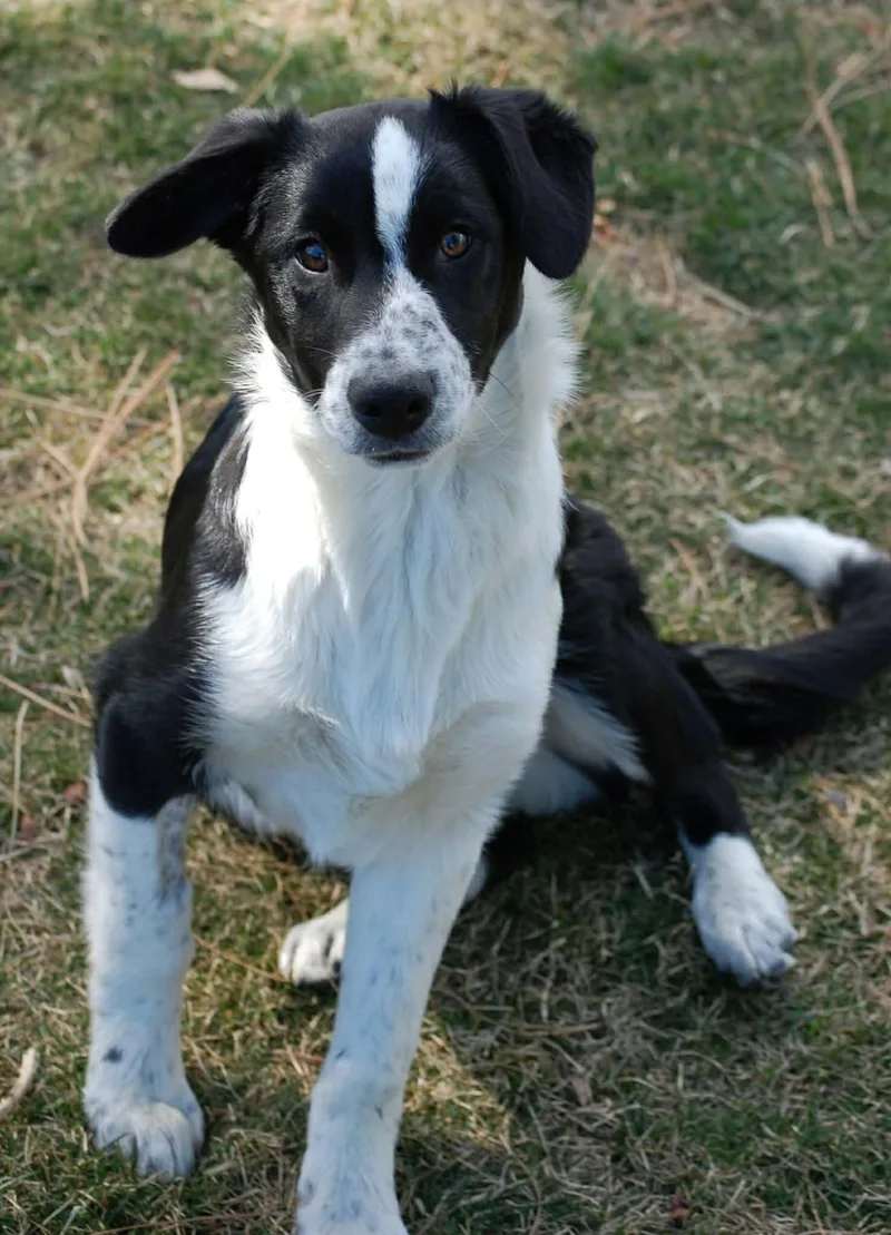 Little Joe thumbnail 5