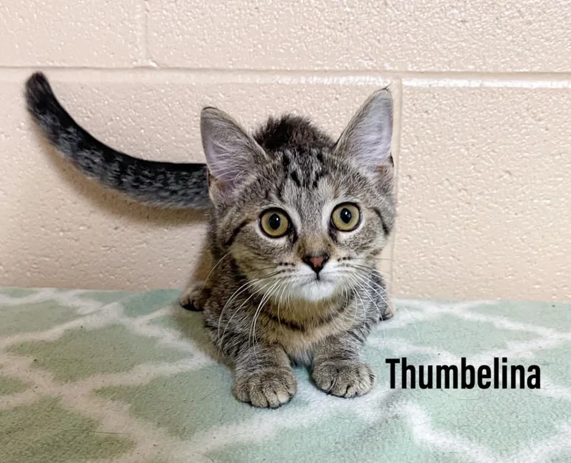 A baby small-sized female Domestic Short Hair cat named Thumbelina for adoption in Clearfield, KY