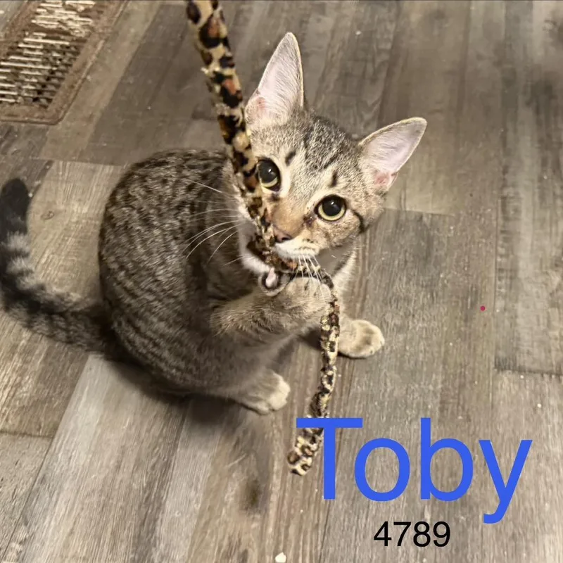 A baby small-sized male Gray / Blue / Silver Domestic Short Hair cat named Toby for adoption in Sequatchie, TN