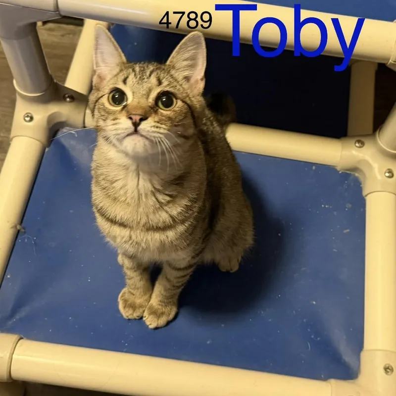 Toby thumbnail 3