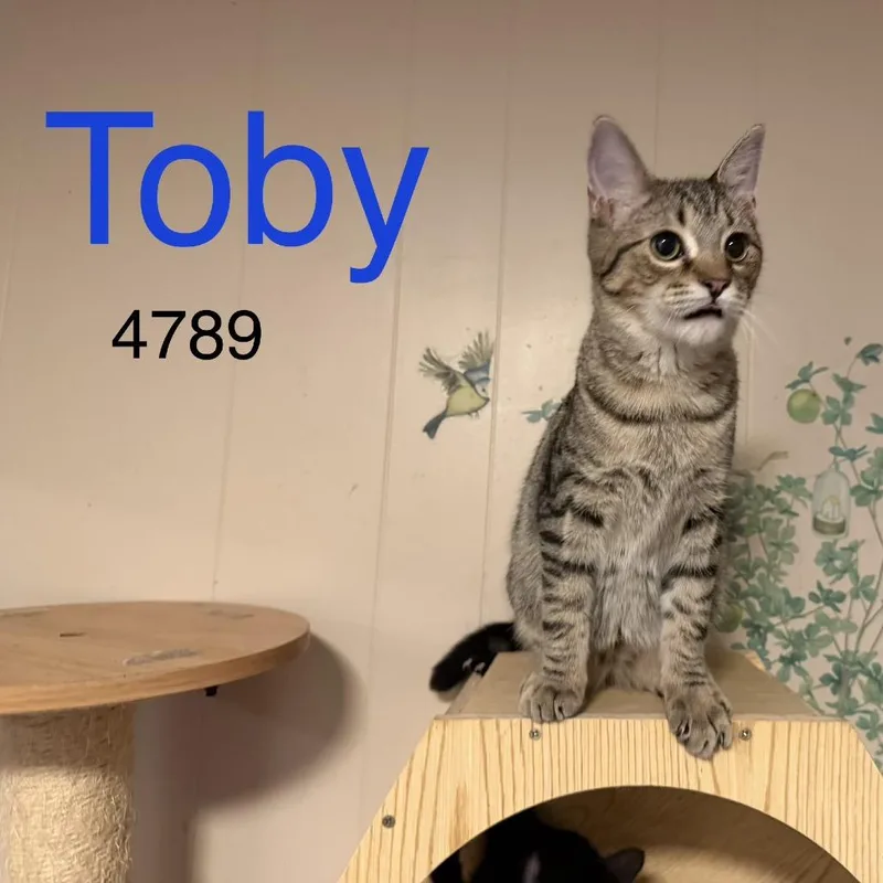 Toby thumbnail 4