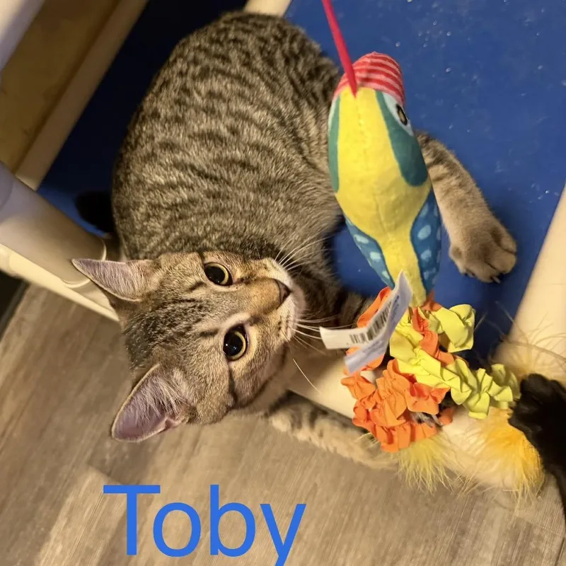 Toby thumbnail 5