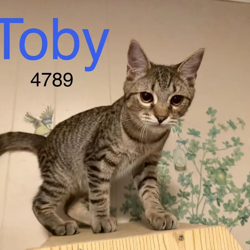 Toby thumbnail 6