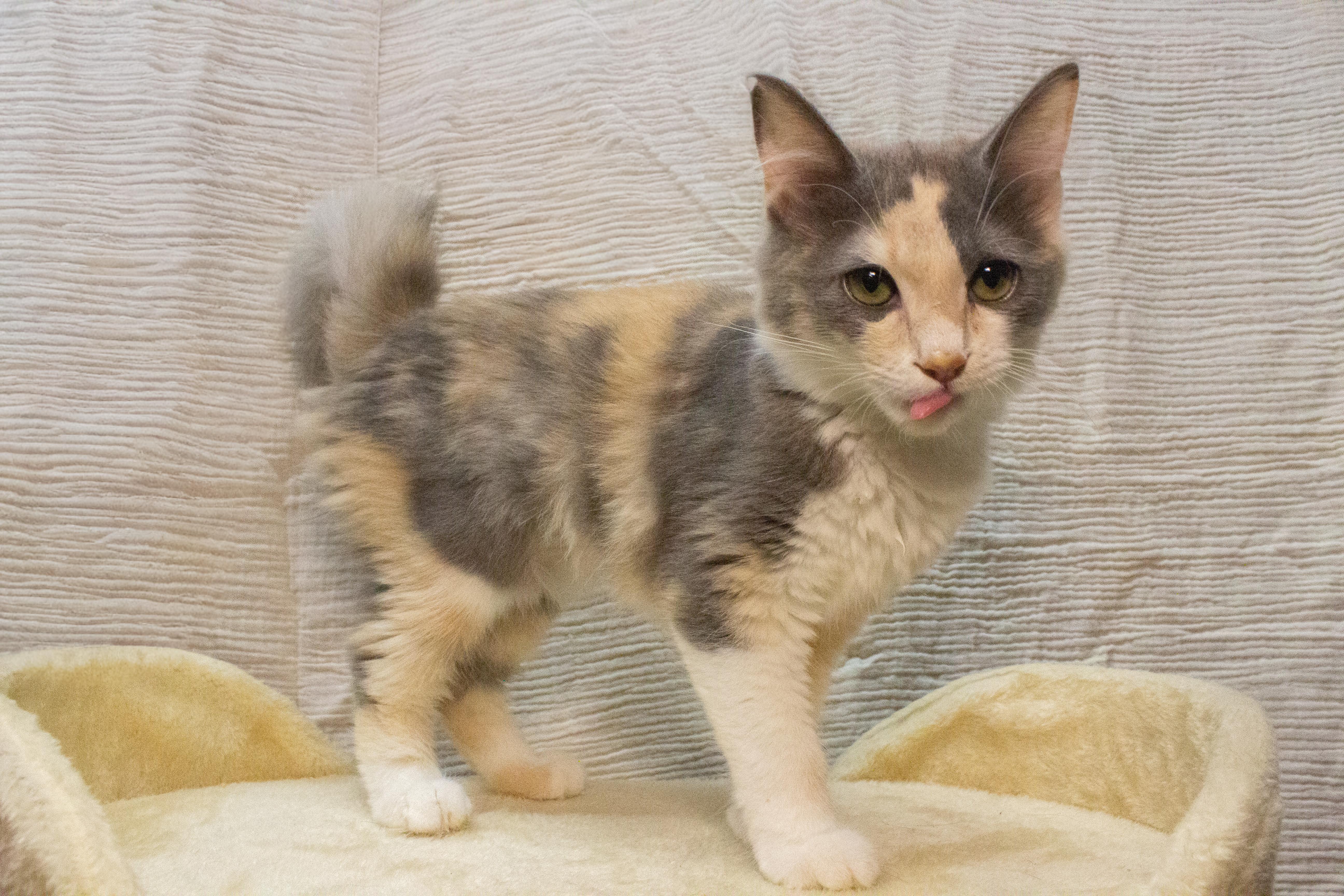 A baby small-sized female Calico Domestic Medium Hair cat named Bunny for adoption in Covina , CA