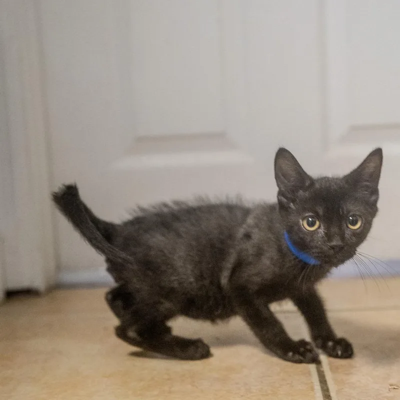 A baby small-sized male Black Domestic Short Hair cat named Shadow for adoption in Pawling, NY