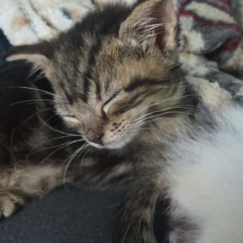 A baby small-sized male Brown / Chocolate Domestic Short Hair cat named Bowzer for adoption in Bel Air, MD