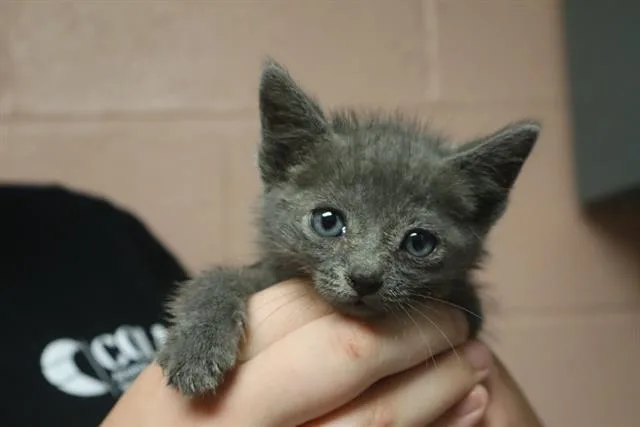A baby small-sized male Domestic Short Hair cat named Beanie for adoption in Columbia, SC
