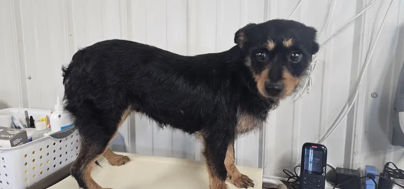 A young small-sized female Bicolor Patterdale Terrier / Fell Terrier dog named Maggs for adoption in Columbia, MO