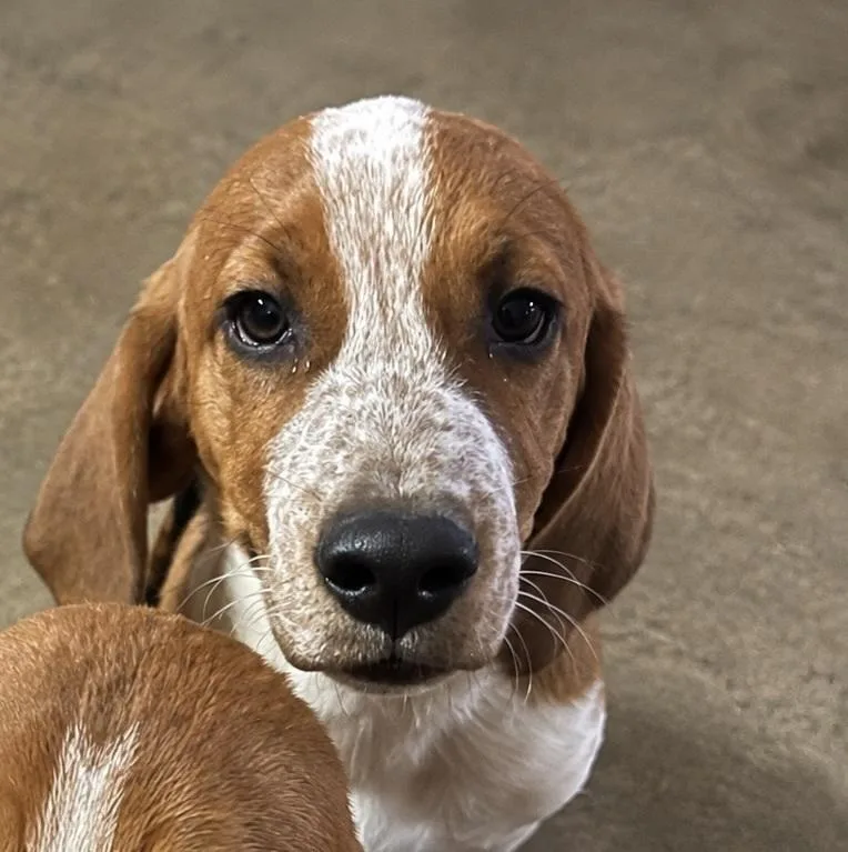 A baby medium-sized male Tricolor (Brown, Black, & White) Basset Hound dog named Chris for adoption in Colorado Springs, CO