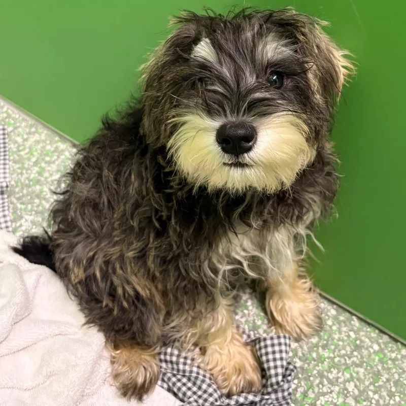 A baby small-sized male Schnauzer dog named Danny for adoption in Calverton, NY