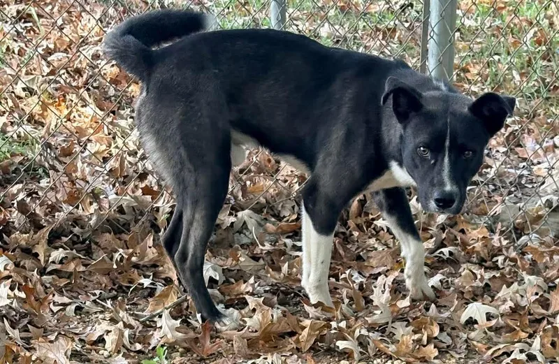 An adult large-sized male Labrador Retriever dog named Solomon for adoption in Bradenton, FL