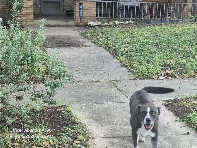 An adult medium-sized female Akita dog named Billie for adoption in San Antonio, TX