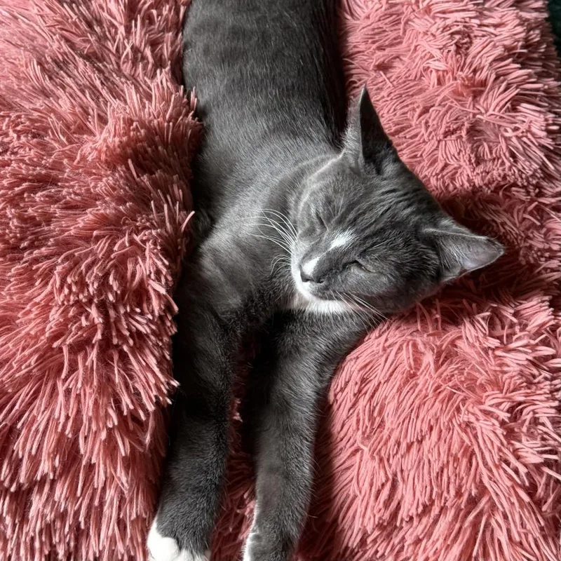 A young medium-sized male Gray / Blue / Silver Domestic Short Hair cat named Whitenose for adoption in Roswell, GA